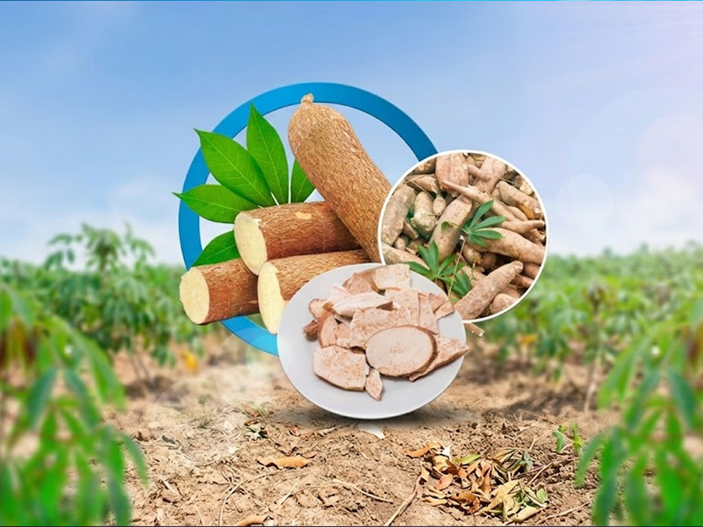 How Tapioca Chips Contain High Nutritional Content For Animals?
