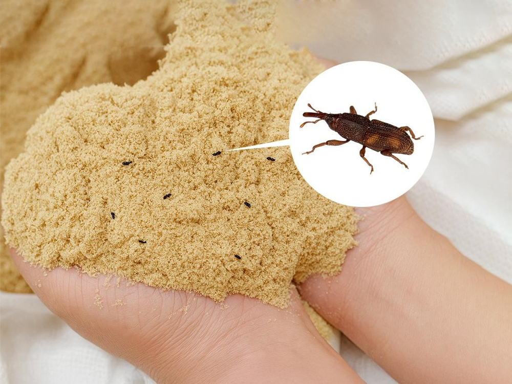 Rice Bran Weevils And Weevil Control Procedures