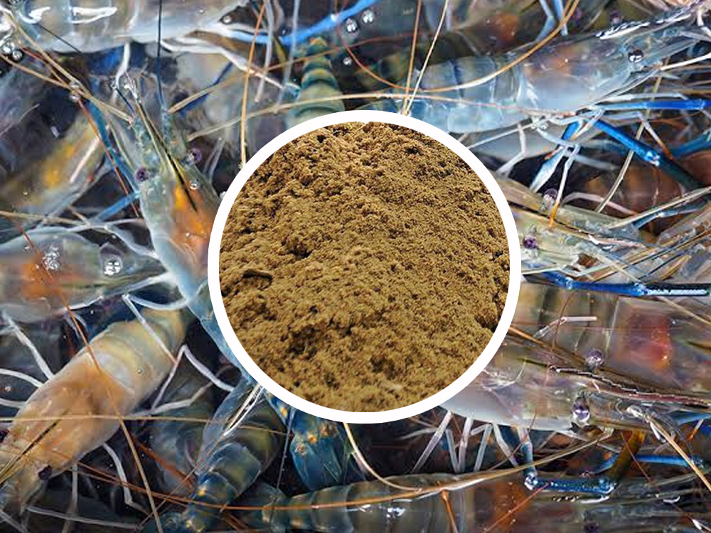 Masi’s Fish Meal - Essential Protein Source In Shrimp Feed
