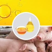 The Role Of Fish Oil In The Poultry Industry