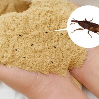 Mọt Cám Gạo Và Quy Trình Chống Mọt