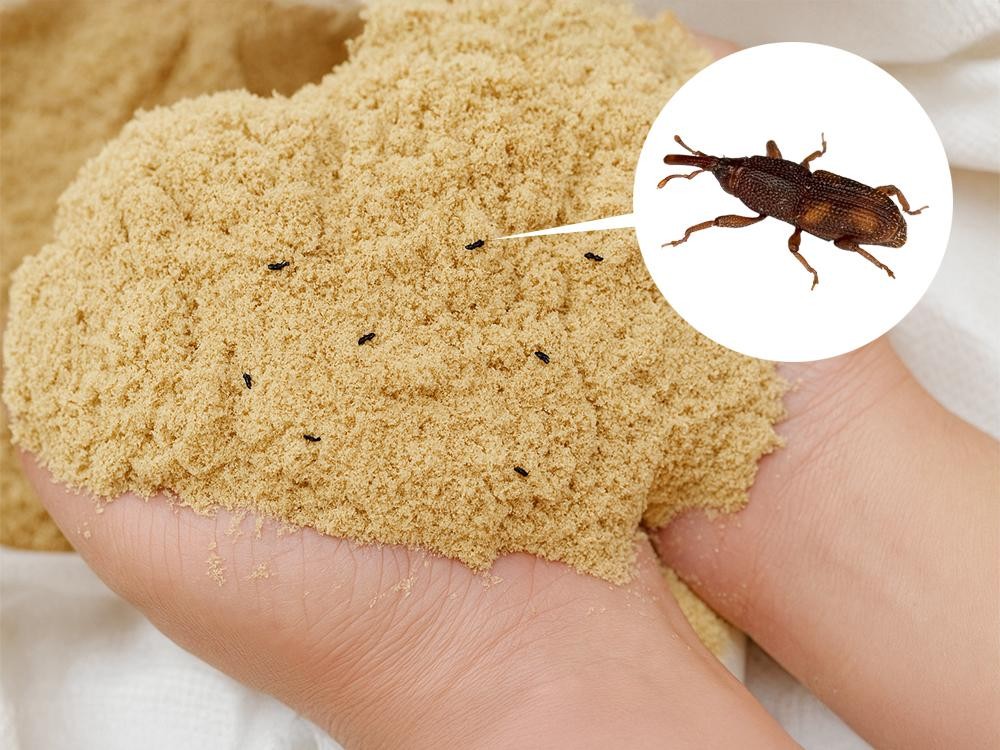 Mọt Cám Gạo Và Quy Trình Chống Mọt