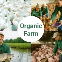 What Is Organic Livestock Farming? The Organic Farming Trend in Vietnam