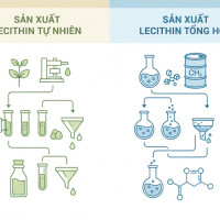 Lecithin Đậu Nành và Lecithin Hướng Dương: Lựa Chọn Nào Tốt Hơn?