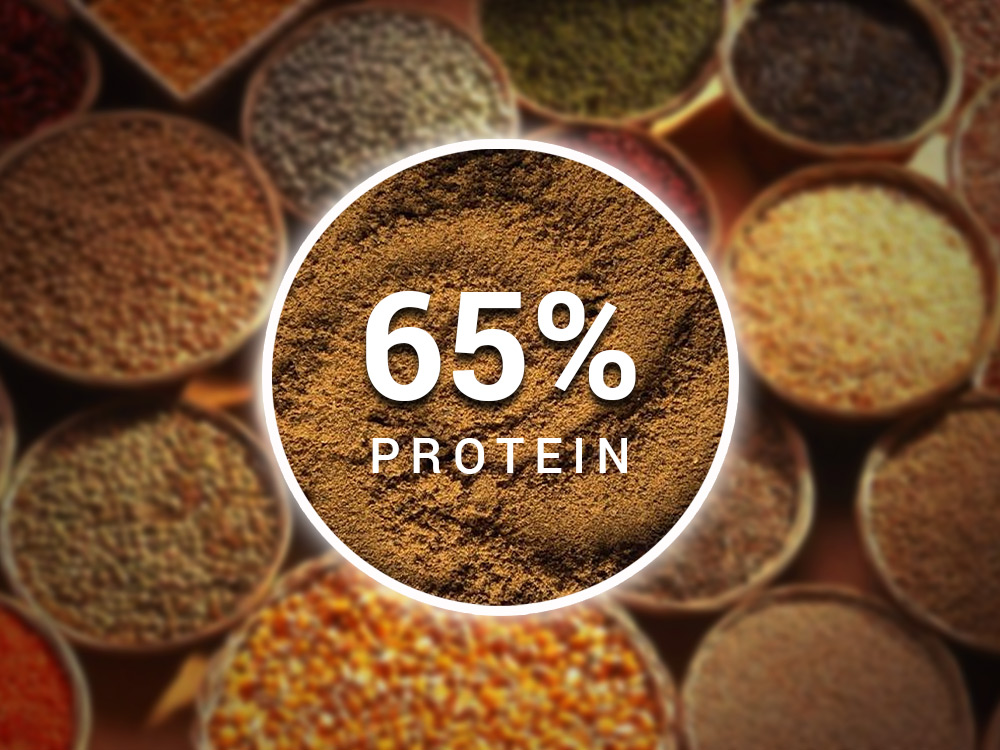 Poultry Meal 65% Protein for Animal Feed Production