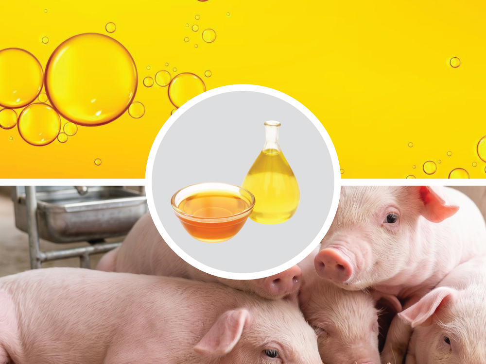 Essential Things to Know About Pig Feed